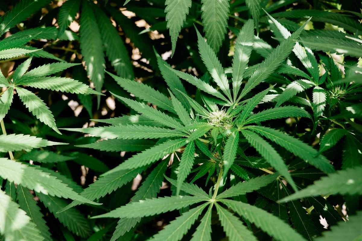 Plantação de cannabis (maconha medicinal) com folhas verdes vista de cima