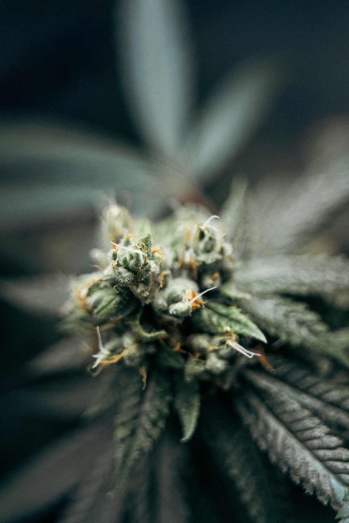 Detalhe da flor de uma planta de cannabis