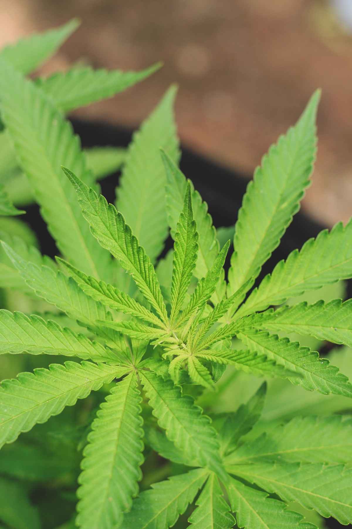 Folhagem verde de plantas de cannabis