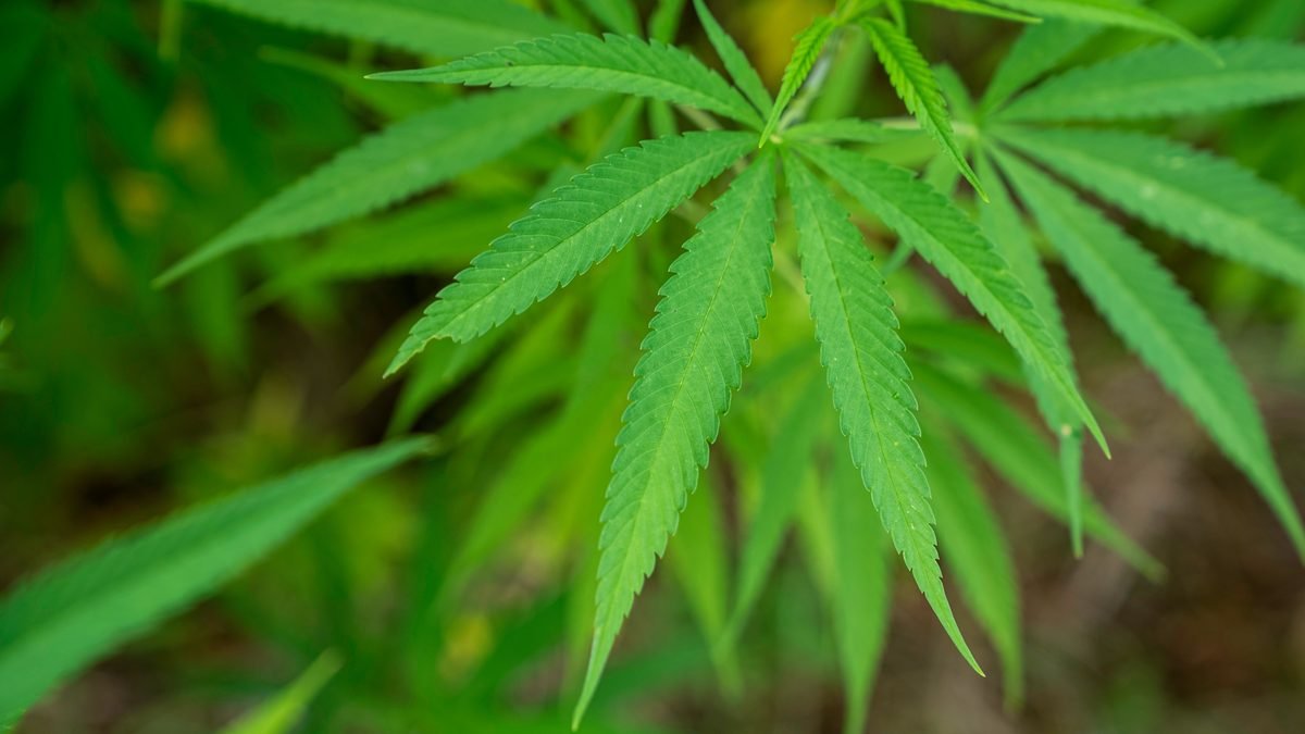 Detalhe das folhas verdes de uma planta de cannabis