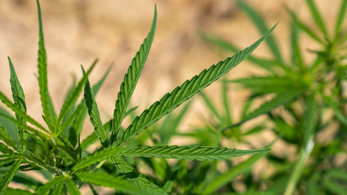 Planta de cannabis cultivada ao ar livre, com folhas abertas