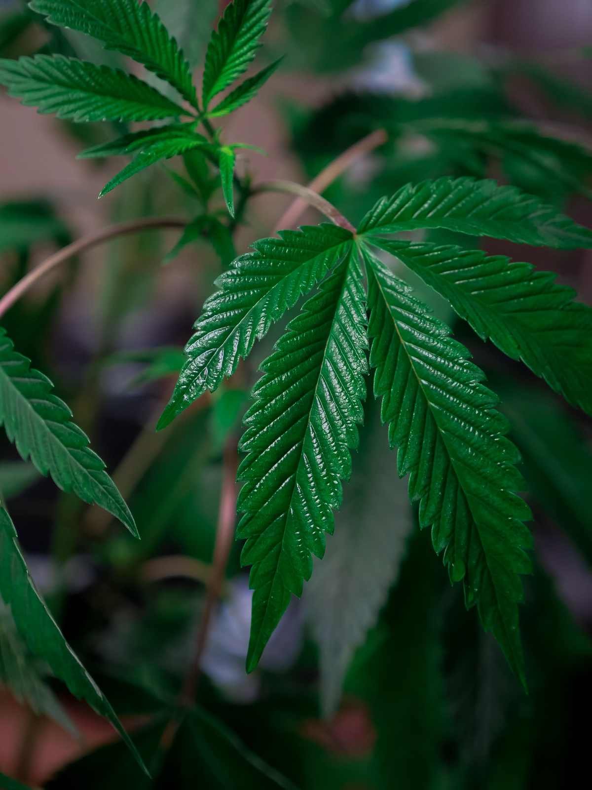 Folhas de cannabis em uma planta, com luz natural