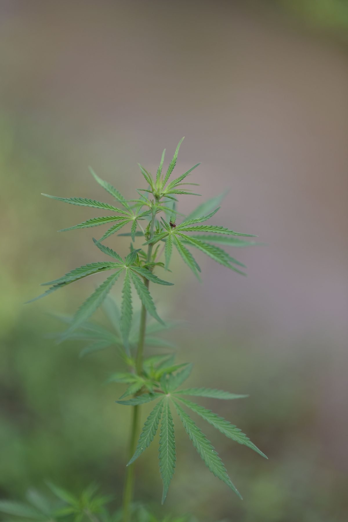 Planta jovem de cannabis com fundo desfocado