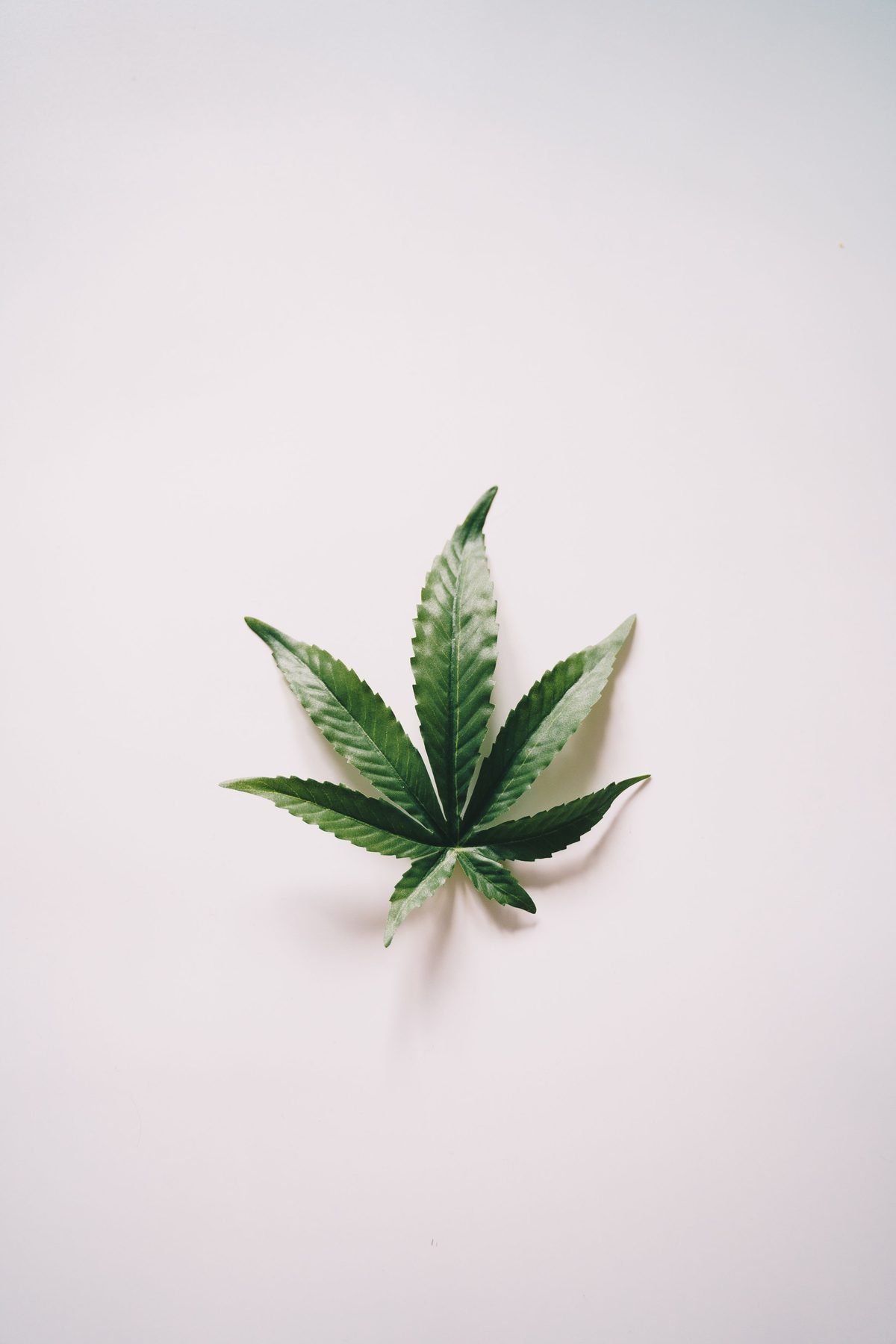 Uma folha de cannabis isolada sobre fundo claro