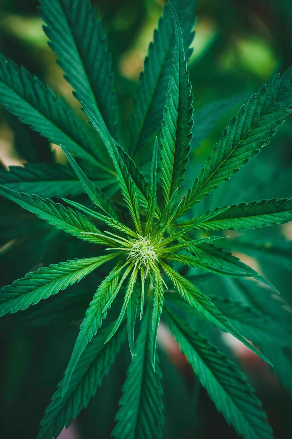 Close de uma folha de cannabis verde