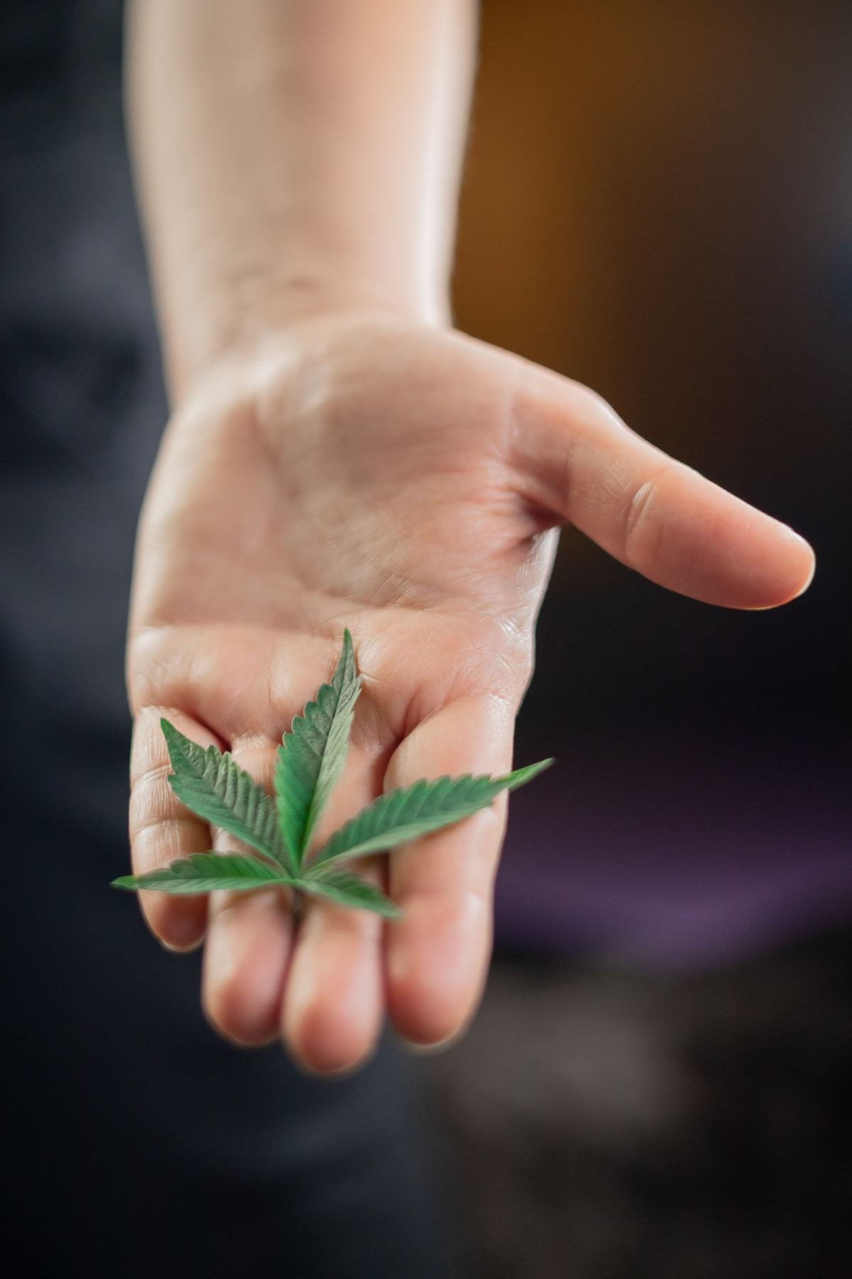 Mão aberta segurando uma pequena folha de cannabis